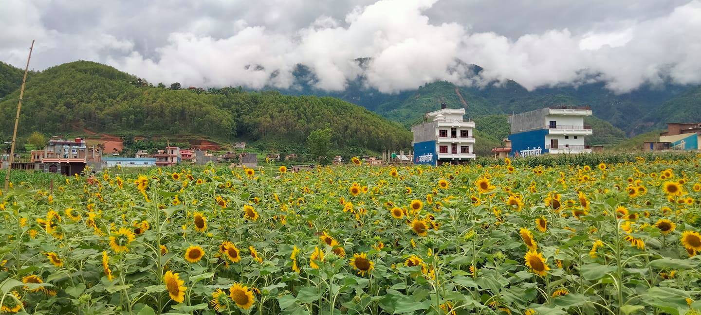 sunflower kheti palpa