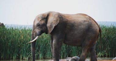 elephant