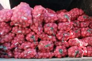 Onion F. Photo