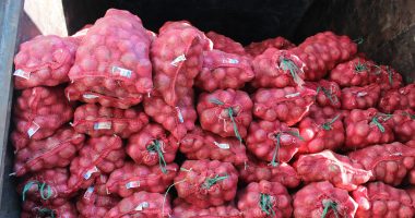 Onion F. Photo