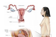 uterine/patheghar