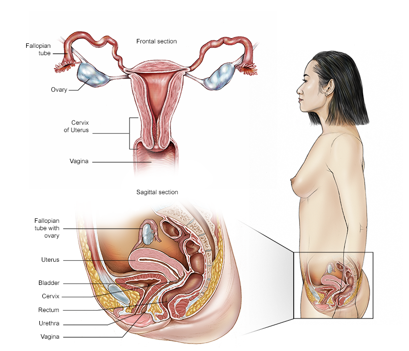 uterine/patheghar